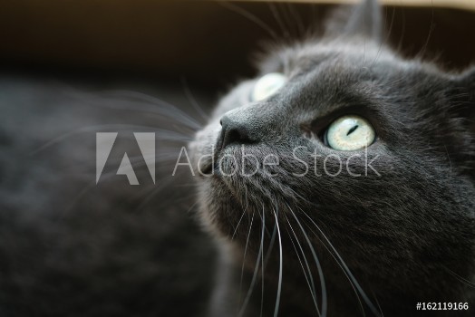 Bild på british shorthair cat in the box